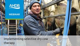 Implementing selective dry cow therapy